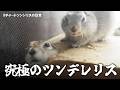 リス部屋長の危機と巣穴の乗っ取り【リチャードソンジリス】