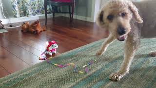Farfels and his new toy