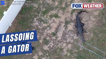 Drone Video Shows Florida Deputies Capturing Alligator