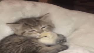 𝐦𝐚𝐬𝐮𝐦 𝐛𝐢𝐫 𝐤𝐞𝐝𝐢 (ˢˡᵒʷᵉᵈ ⁿ ʳᵉᵛᵉʳᵇ)