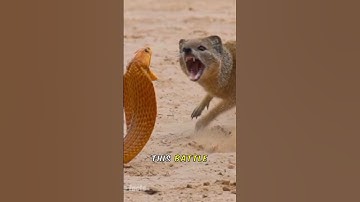 Cobra vs Mongoose: The Wildest Showdown Ever!