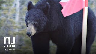 Bear season begins in N.J.