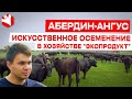 Искусственное осеменение в хозяйстве "Экопродукт" | Мясное животноводство