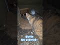 Deulnim Is A Cat That Listens Well Deulnim Is A Cat That Listens Well