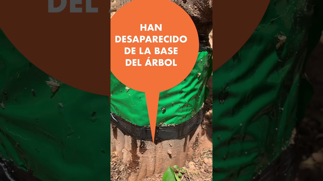 Trampas adhesivas para hormigas ¡FUNCIONAN! ❌ 🐜 