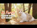 Indoor Cat 1st Time Forest Autumn Adventure 4K | 🌲🌳🐈🌳🌲