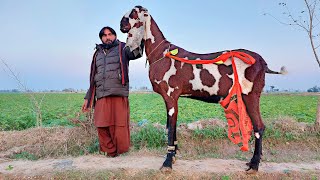 Worlds Biggest Beetal Goat With 46 Inches Hieght - Raano Bkri