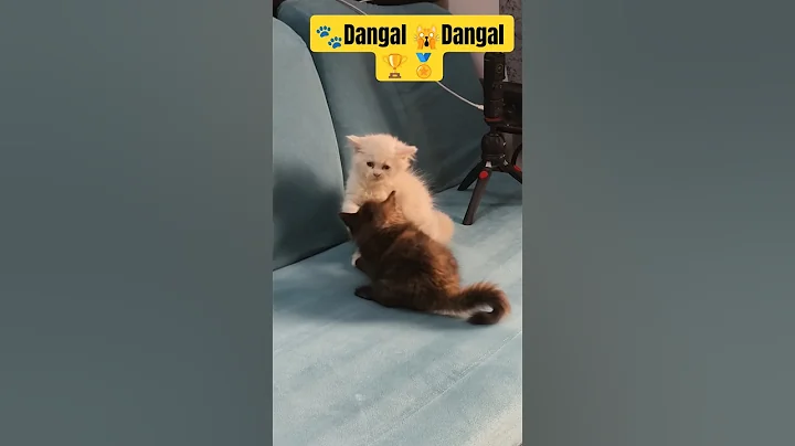 Watch the video about Dangal 🤼‍♀️ cat fight #cat #catlovers #cute #pets