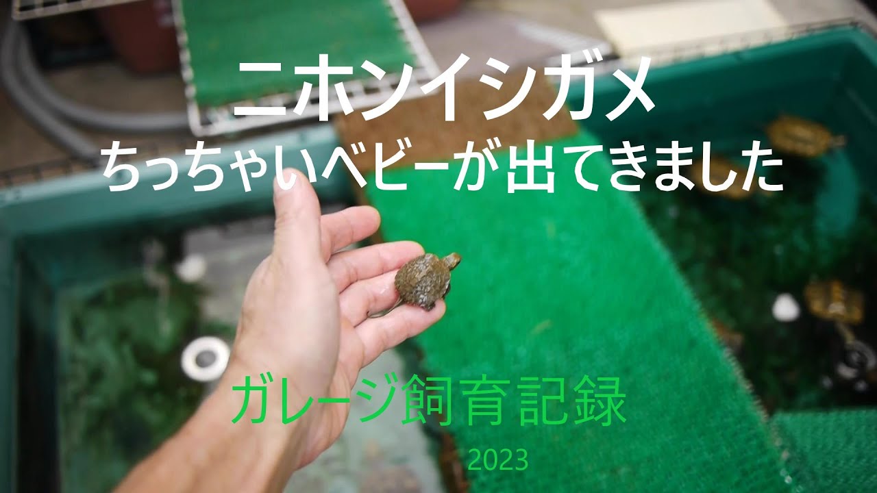 イシガメ　去年に続き、また小さいベビーが出てきました