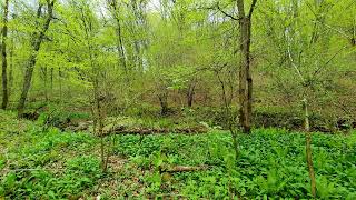 Birdsong and the Sounds of the Spring Forest before the Rain