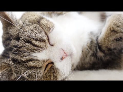 寝ているだけなのに存在感が凄すぎるねこ。-Maru has a great presence.-