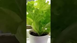 lettuce hydroponics / help your bones strong