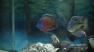 My 180 Gallon Malawi Peacock And Hap Tank