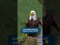 hey siri, play "free bird" 🦅