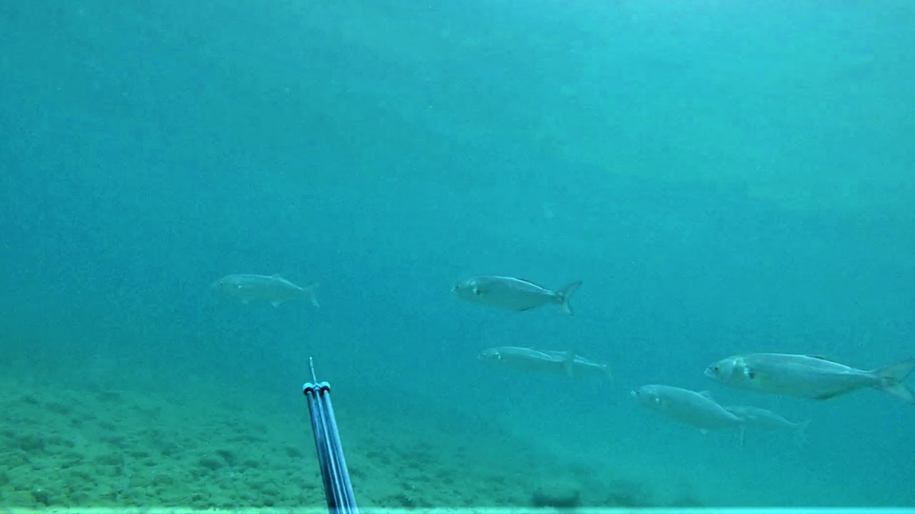 ΕΝΑ  ΣΤΟΙΧΕΙΩΜΕΝΟ ΓΟΦΑΡΙ ΣΤΟ ΨΑΡΟΝΤΟΥΦΕΚΟ/ THE HAUNTED BLUEFISH