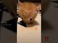 ともぞうの声