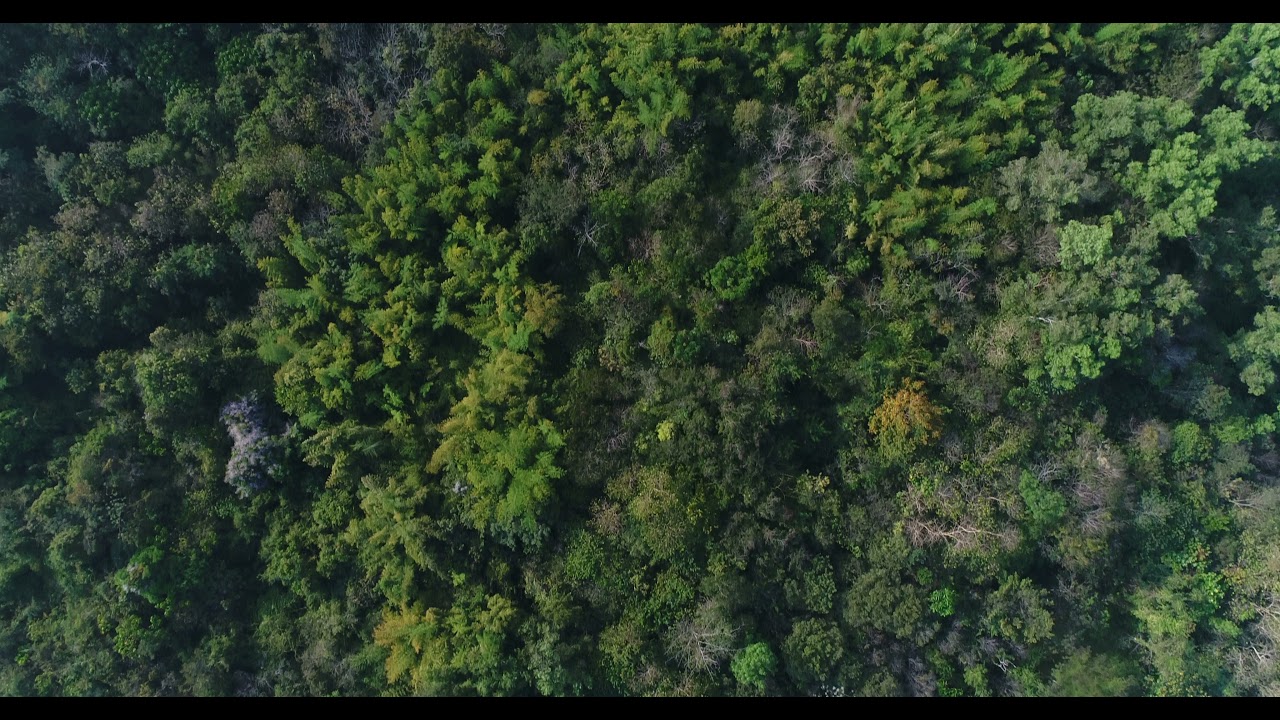 vue aérienne forêt tropicale dans la montagne Vidéo gratuite vecteezy