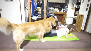 運動してるママの邪魔をするゴールデンレトリバー