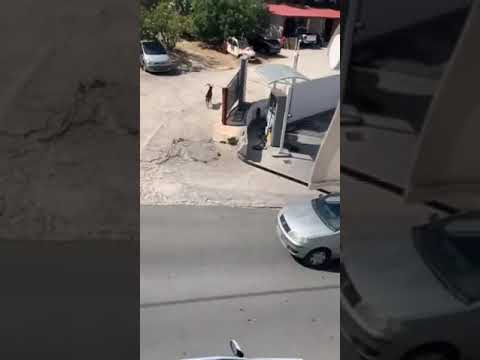 INKEFALONIA.GR : Τρομαγμένο