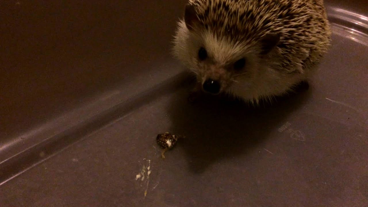 Nook the Hedgehog Eating a Dubia Roach YouTube