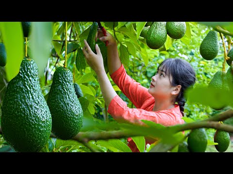 How to harvest super large ripe Avocados - make super delicious Avocado salad & Avocado smoothies