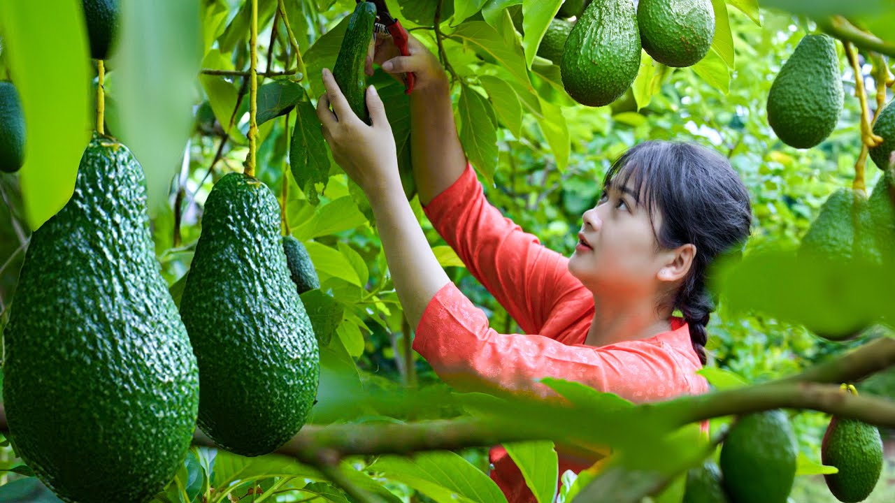 How to harvest super large ripe Avocados - make super delicious Avocado ...