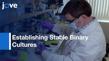 Establishing Stable Binary Cultures-Symbiotic Saccharibacteria From Oral Cavity l Protocol Preview