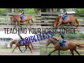 Teaching Your Horse to Ride BRIDLELESS