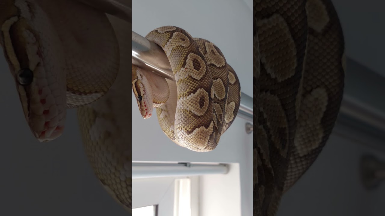 Rocket my ball python