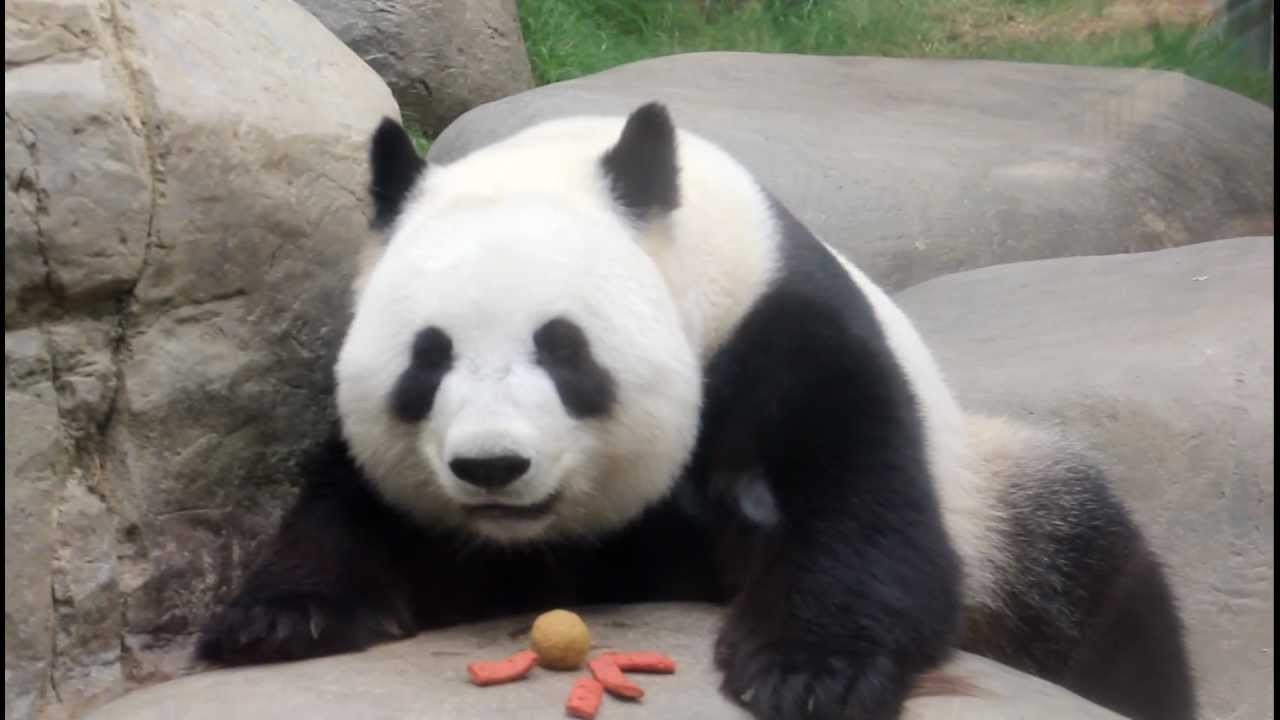 Panda Kong Panda Kong