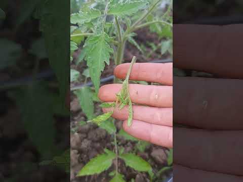 Video: Pomidor bitkilərini budamaq olar?