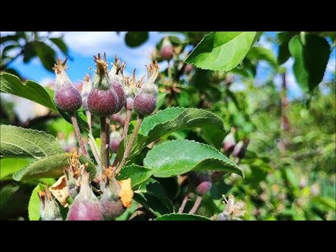 ЯКІ ВЕСНЯНІ ОБРОБКИ ПРОВОДЯТЬСЯ В САДУ #субтитры #subtitles #ukraine