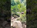 jungle safari with wild animals
