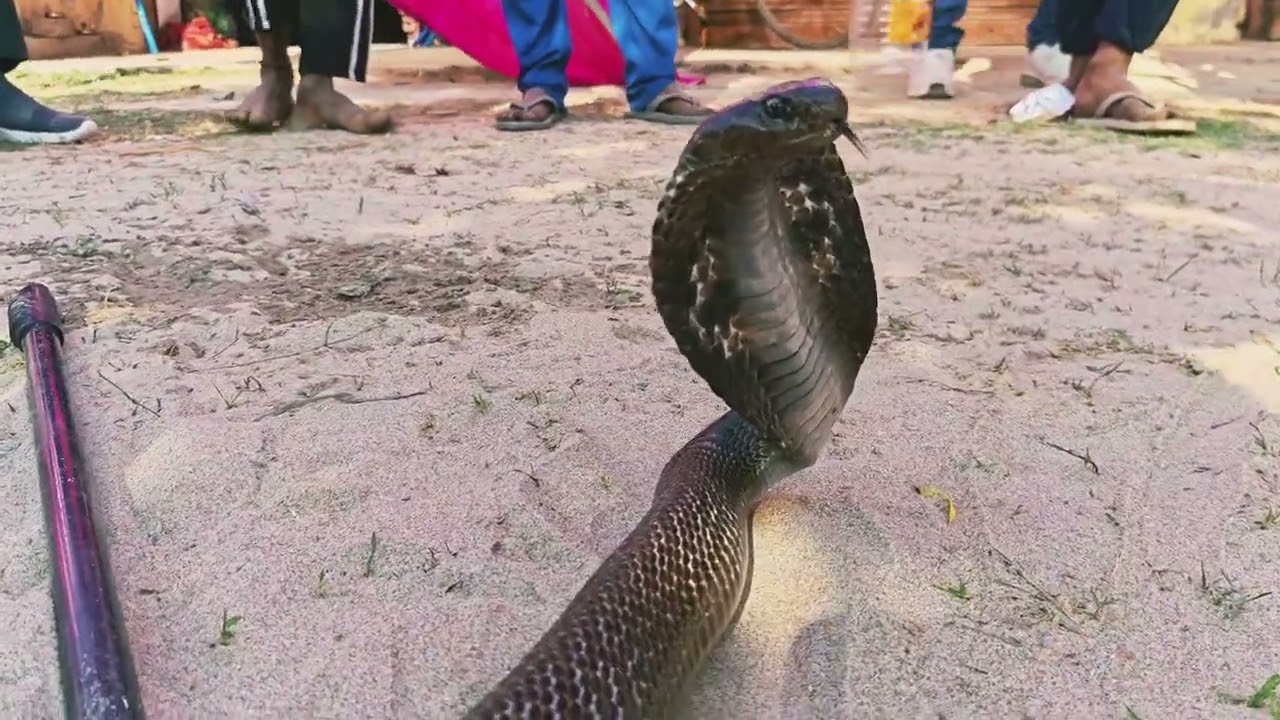 बाबागंज टेंट हाउस में घात लगाए बैठा था खतरनाक जहरीला कोबरा सांप रेस्क्यू 🐍🐍