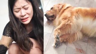 The Dog Pretends To Be Dead Every Day In Order Not To Make The Owner Sad
