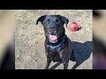 Apollo- PHS Pet of the Week