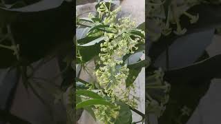 #song #viralplzz ...