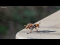 First Asian giant hornet nest in US found in Whatcom County