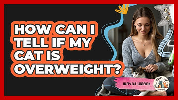 How Can I Tell If My Cat Is Overweight? - Happy Cat Handbook