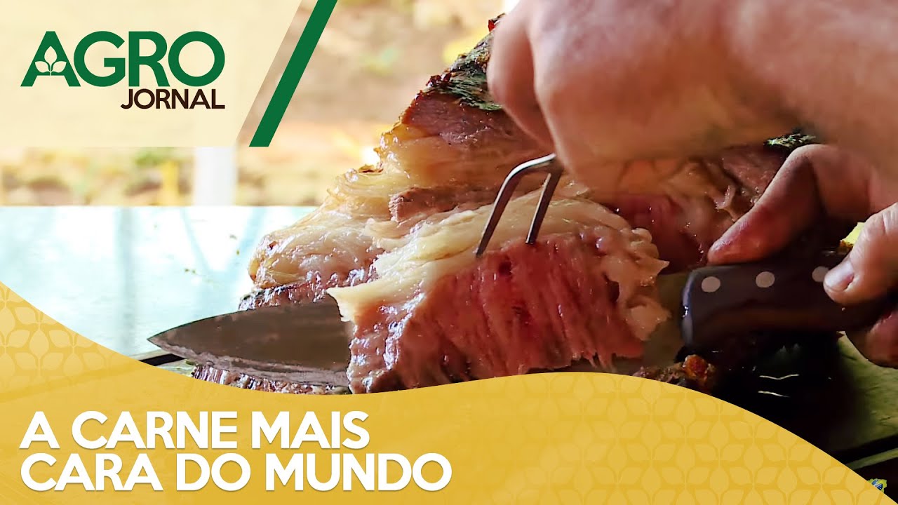 A carne mais cara do mundo e a criação de Wagyu no Brasil | AgroJornal