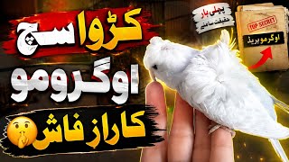 الحقيقة المرة | كشف سر أوجرمو | طيور زونير screenshot 2