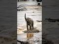 ❤ Heartwarming Moment! Grandpa Bravely Jumps Into the Flood to Rescue a Trapped Baby Elephant 🐘
