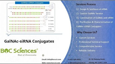 What are GalNAc-siRNA Conjugates？- siRNA Delivery