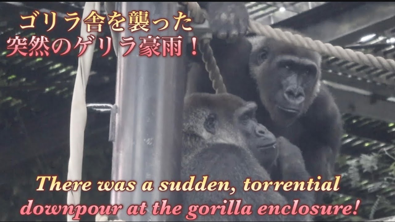 突然のゲリラ豪雨の後、楽しそうに水たまりで遊ぶキンタロウの姿を目撃‼︎⭐️ゴリラGorilla【京都市動物園】 Kintaro was happily playing in a puddle!