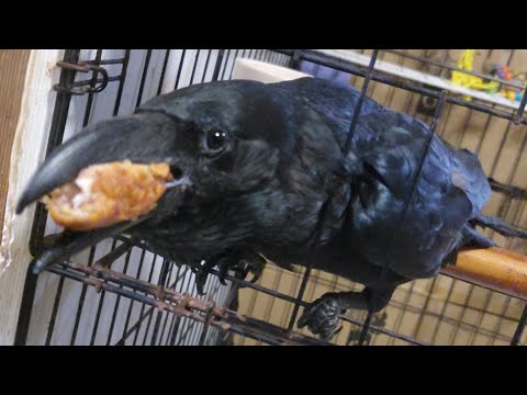 唐揚げが嬉しくて大はしゃぎハッピー