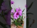🌸 Den. Enobi Purple 💜🍇🟣#cattleya #orchids