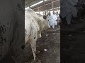 OGES FoodBank dm for price #farming #chillipeper #cow#food #market #nigerianfood