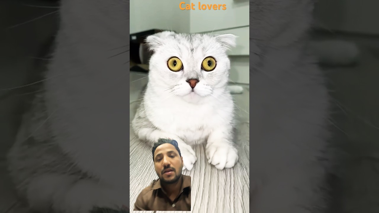 Cat hairs carting🥵