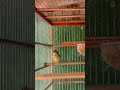 O MELHOR CANTO DE TUI TUI ZEL ZEL POR 10 HORAS