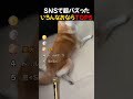 SNSで超バズった / いろんなおならTOP5